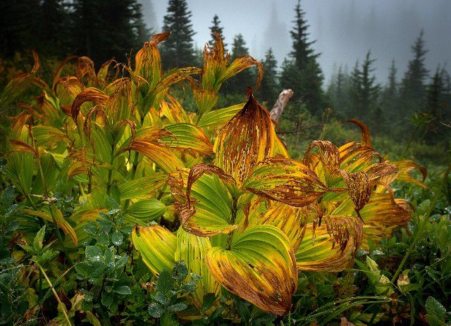 September 16, 2022: Brilliant autumn colors highlight the alpine trails of the Paradise district, Mt. Rainier National Park, Washington