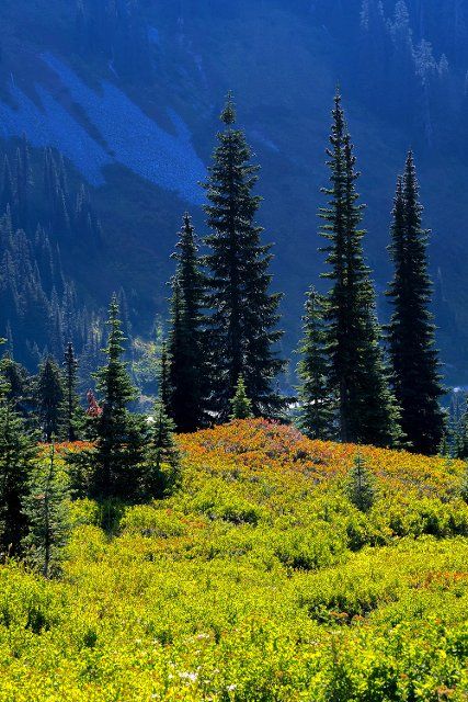 October 04, 2022: Brilliant autumn colors highlight the alpine trails of the Paradise district, Mt. Rainier National Park, Washington