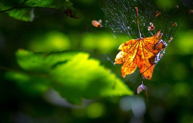 September 30, 2022: Brilliant autumn colors brighten a woodland in Birch Bay, Washington