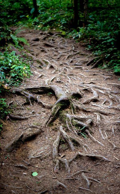 September 23, 2022: Intricate root systems line rainforest trails near Hurricane Ridge, Olympic National Park, Washington