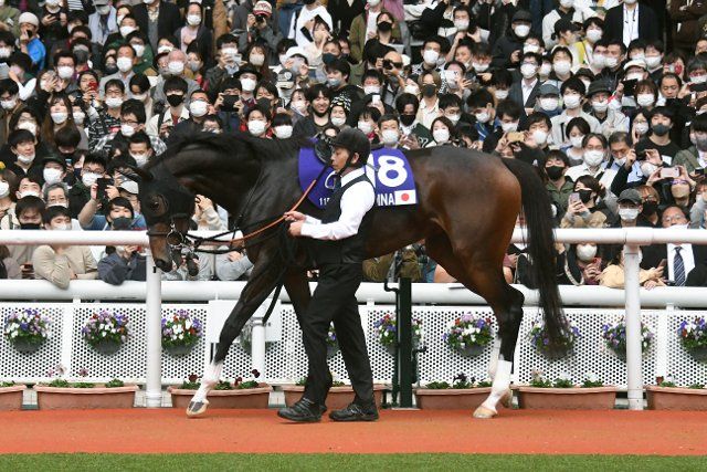 Geraldina is led through the paddock before before the Queen Elizabeth 2 Cup at Hanshin Racecourse in Hyogo, Japan, November 13, 2022. (Photo by Eiichi Yamane\/AFLO