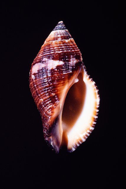 The Sertum Rock Shell, Nassa serta, a predatory sea snail found in the Red Sea and Indo-Pacific Oceans
