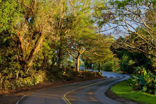 Hawaii, Big Island, Kona, Mamalahoa Highway Scenic Drive.