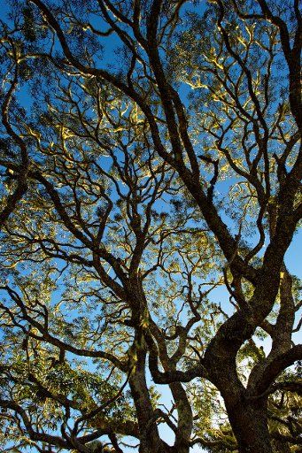 Hawaii, Big Island, Hakalau Wildlife Refuge, Koa Tree Covered In Moss.