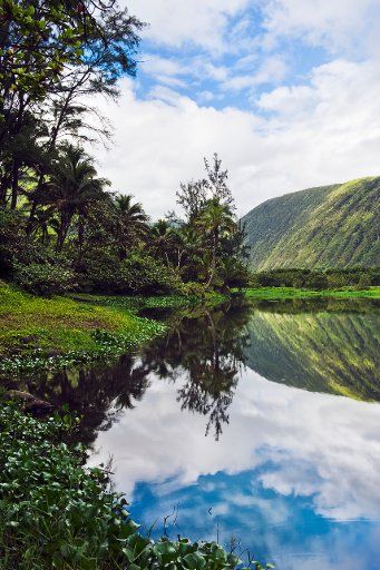 Hawaii, Big Island, Waipio Valley Stream With Reflection.