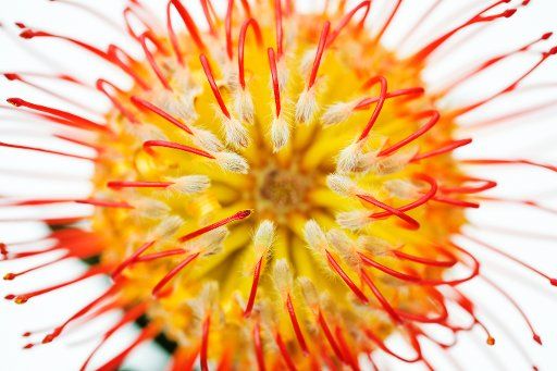 Close-Up Studio Shot Of Orange Pin Cushion Protea Blossom.