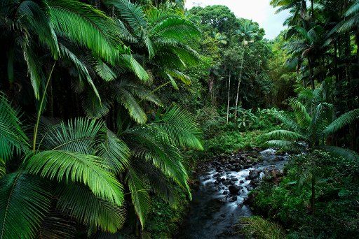Honolii tropical forest and stream; Big Island, Hawaii, United States of