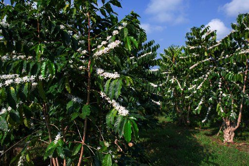 White Kona coffee trees; Holualoa, Big Island, Hawaii, United States of