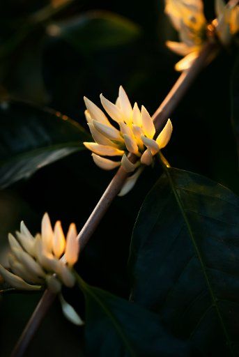 White Kona coffee tree flowers; Holualoa, Big Island, Hawaii, United States of