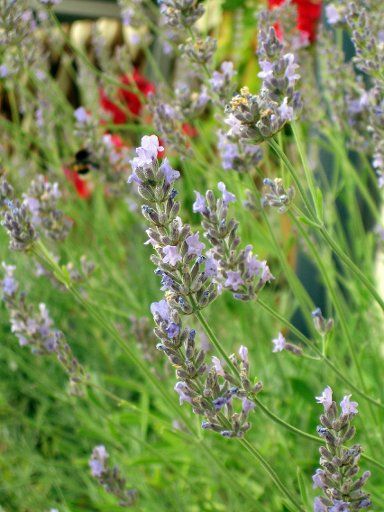 (dpa) - The pictures shows lavender blossoms in Frankfurt Main Germany 11 July 2005. Photo: Beate Schleep