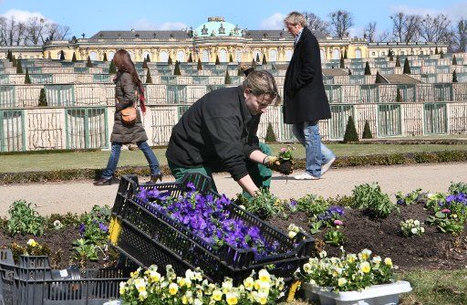 Gardener Kerstin Knodel plants thousands of violas and daisies at the terraces of Sanssouci Palace in Potsdam Germany 22 March 2010. Photo: Nestor
