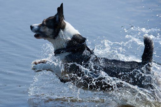 Crossbreed Rudi jumps through the waves of the Polish-German border river Oder. The immense heat of over 30 degrees is hard on animals as well. Photo: Patrick
