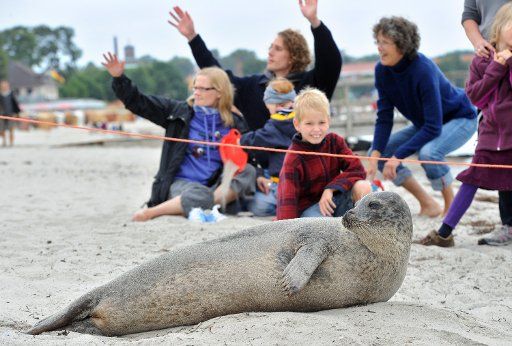 Vacationers watch seal \