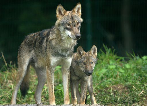 Wolves explore their new enclosure at the Zoo in Gotha Germany 3 September 2010. The new enclosure measures 2300 square metres and is eleven times as big as their old home. The municipal company KulTourStadt Gotha GmbH invested about 80 000 Euro ...