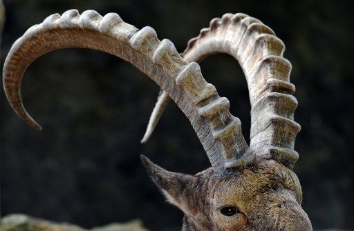 A Siberian Ibex is featured in the Zoo of Berlin Germany 16 September 2010. Photo: Rainer