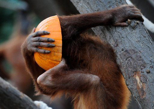 A orangutan nibbles a pumpkin in Hamburg Germany 29 October 2010. Photo: ANGELIKA 