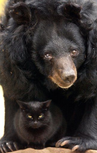 (dpa file) - A file picture dated 04 November 2003 shows Asian Black Bear \
