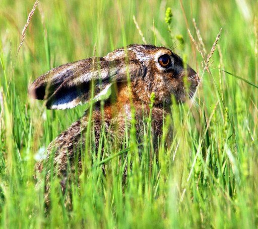 A file picture dated 4 June 2003 shows a rabbit in the grass in Lebus Germany. The Chinese Year of the Rabbit begins on 3 February 2011. Photo: Patrick