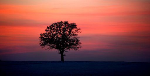 The dark silhouette of a tree stand in front of a bright pink sky in Nieder Seifersdorf Germany 1 February 2011. Photo: Arno