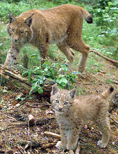 (dpa file) A file picture dated 20 July 2001 of a lynx cub (front) and its mother standing together in a display compound at the Rabenklippen near Bad Harzburg Germany. Last year the number of lynx increased in the Harz Mountains. At least six of ...