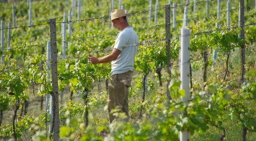 A worker trims grapevines near Heidelberg Germany 5 May 2011. Photo: Uwe