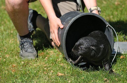 A zookeeper lets a baby sea bear get out of a bucket at the Leipzig zoo Germany 26 May 2011. The two sea bears were born on 11 and 15 May 2011 and the South African sea bear Wassi is their mother. Photo:Jan