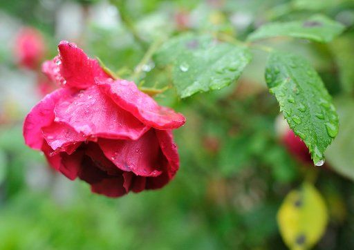 Rain drops lay on a rose in Cologne Germany 31 May 2011. Photo: Henning