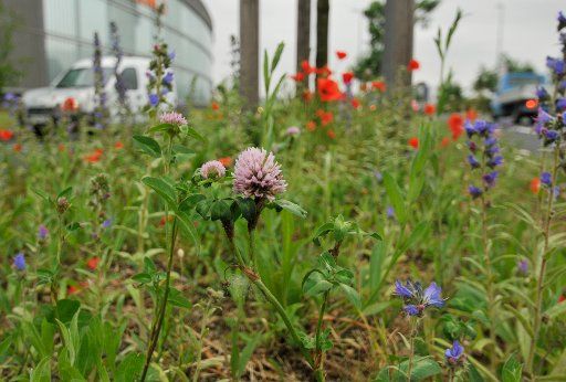 Different flowers grow on a central dividing strip of a street in Cologne Germany 16 May 2011. Photo: Henning