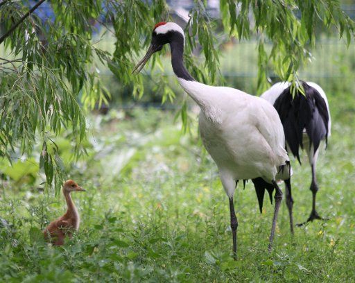 A red-crowned crane hatchling walks with a parent throught their compound at the Tierpark in Berlin Germany 7 June 2011. Two birds of the endangered species hatched on 22 and 24 May 2011. About 2000 of these cranes live in Eastern Russia ...
