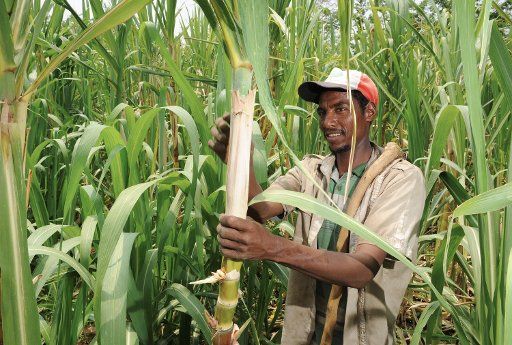 Farmer Mohamed Hassanu grabs a sugar cane on a field in Ilugode Chefe in the Balla region in Ethiopia 25 June 2011. Due to a watering system the fields can be cultivated all year and with a larger variety. After years of support the \