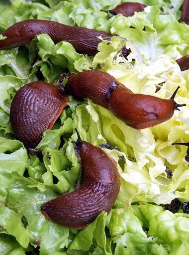 (dpa file) - A file picture dated 08 August 2002 shows red-brown slugs eating lettuce in a garden in Leipzig Germany. This year\
