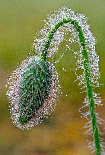 Spider webs with small water drops hang on a still closed poppy in Jacobsdorf Germany 31 October 2011. There is dismal weather in Brandenburg. Photo: Patrick