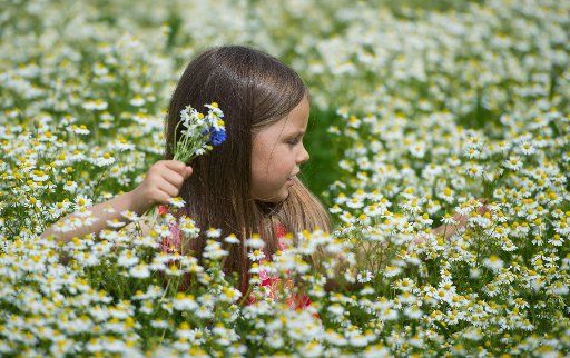 Five-year-old girl Amy picks camomile fromn a field in Petersdorf, Germany, 26 May 2012. Photo: Patrick