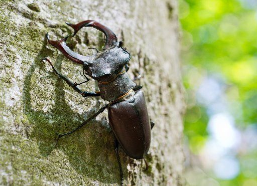A stag beetle sits on an oak tree in Graebendorf, Germany, 23 May 2012. Photo: Patrick