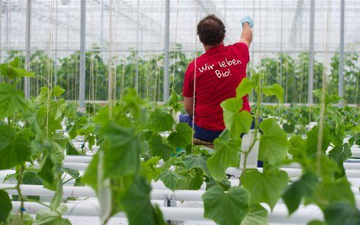 An employee of the Pretschen estate takes care of cucumber plants in Pretschen, Germany, 31 May 2012. Demeter farmer Sascha Philipp reacted to the increasing demand for organic food with building a two hectar big greenhouse for salad, tomatoes and ...