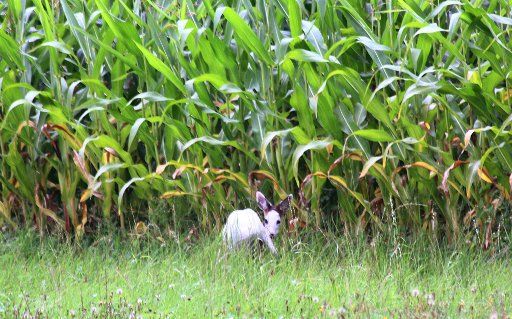 A white dear stands in a field near Bissendorf, Germany, 08 August 2012. Nature lover Wilhelm Bruns photographed the dear quickly, before it disappeared into the corn field. Photo: WILHELM 