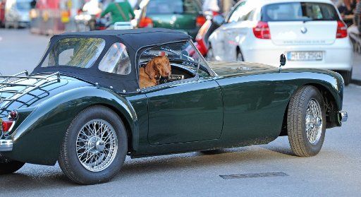 A dog sits in an oldtimer, captured in Munich, Germany, 27 August 2012. Photo: Marc