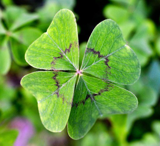 A four-leaf clover grows on a mawn in Sieversdorf, Germany, 1 September 2012. Photo: Patrick