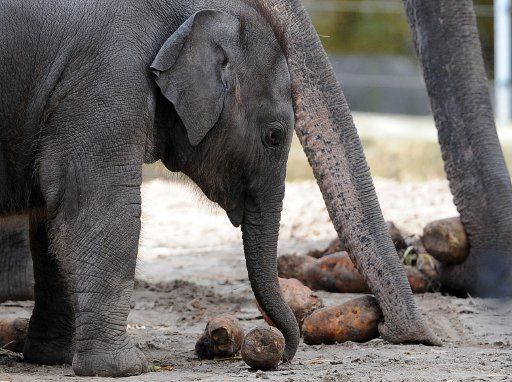Young elephant Anchali is feed with beets at the zoo in Berlin, Germany, 2 November 2012. Photo: Britta