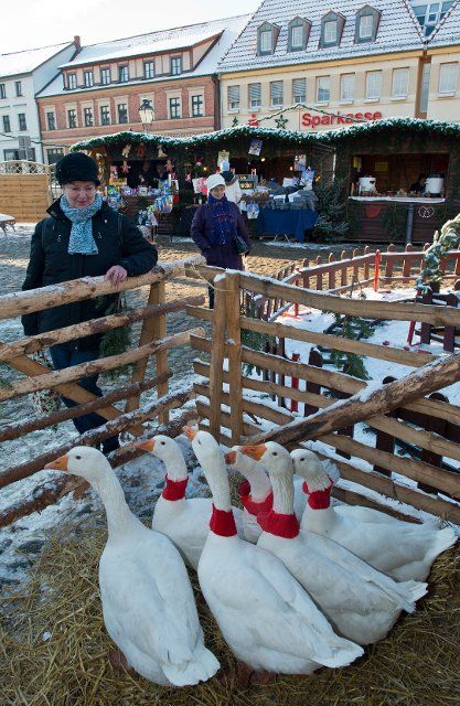 Geese are seen at the traditional goose market in Angermuende, Germany, 06 December 2012. The goose market takes place for the 12th time selling geese frozen or fried. Photo: Patrick