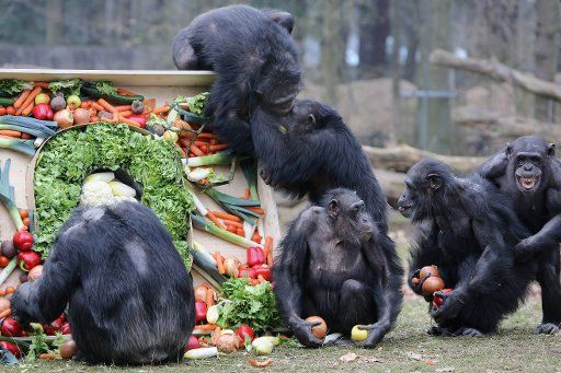 Chimpansees eat fresh vegetables in their enclosure at the zoo in Arnheim, Germany, 30 March 2013. The Arnheim zoo is celebrating its 100th anniversary. Photo: VidiPhoto\/NETHERLANDS 