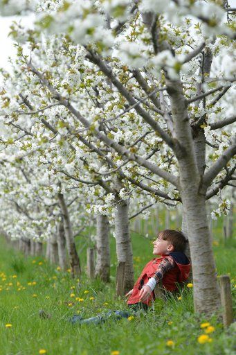 Seven year old Christian H. sits under a blooming cherry tree in the Kaiserstuhl range near Koenigschaffhausen, Germany, 22 April 2013. Photo: Patrick