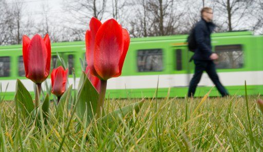 A man walks past red tulips in Hanover Germany, 10 April 2013. Photo: JULIAN