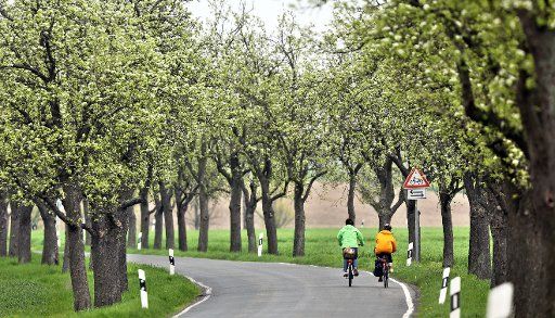 Two people cycle along a street surrounded by blooming fruit trees near Wermsdorf Neichen, Germany, 04 May 2013. Meteorologists expect sunny weather on the weekend. Photo: JAN