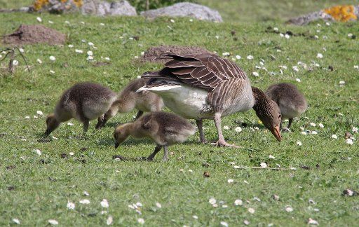 A Greylag Goose family search for food on the banks of the Elbe near Gluckstadt, Germany, 16 May 2013. The Greylag goose os one of the most common water birds and is the second largest type of goose in Europe. Photo: WOLFGANG 