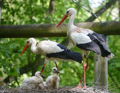Three stork offsprings wait for food at the animal park Wildparadies Tripsdrill in Cleebronn, Germany, 15 May 2013. Photo: BERND