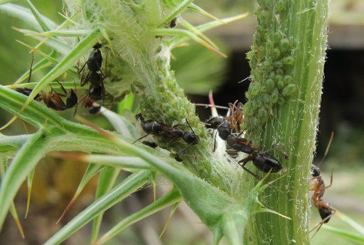 Ants milk green plant lice on a thistle in Segesta, Italy, 1 May 2013. Photo: Photo: Jens