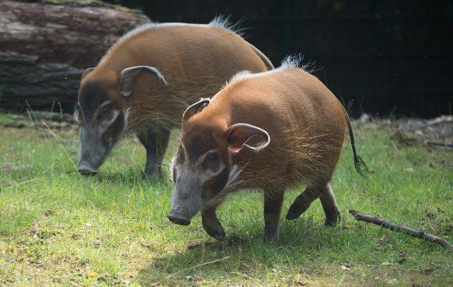 Two hogs are seen at the zoo in Hanover, Germany, 25 July 2013. Photo: JOCHEN