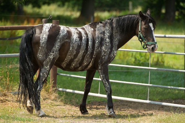 A horse with zebra stripes painted on to it made from a water and flour mixture walks on a ranch near Uetze, Germany, 25 July 2013. The zebra stripes are meant to be a good defence against gadflies and horse flies. Photo: SEBASTIAN 