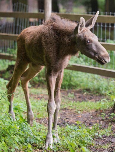 Elk Herbert still walks with a limp in the wildlife park in Hanau, Germany, 11 September 2013. The animal had broken his right hind leg a few months ago and had worn a cast for several weeks. Now the elk is limping in his enclosure along with his ...